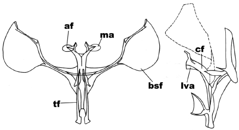 Anterior and side view of the metafurcasternum in Syncirsodes primata
(Walker)