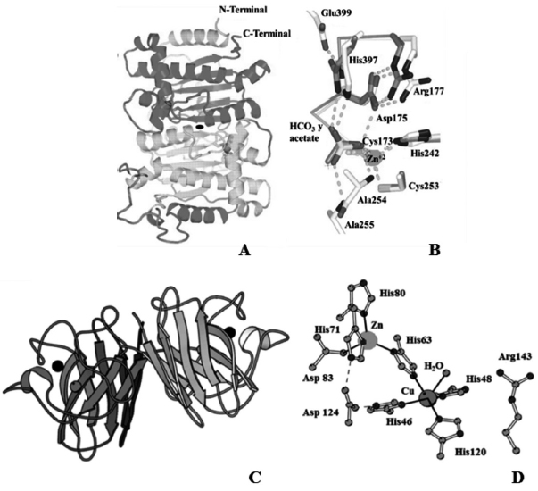 Structure of β-CA tetramere (A) and characterization
of the active site metal cofactor Zn2+ (B) (Sawaya et al. 2006)
