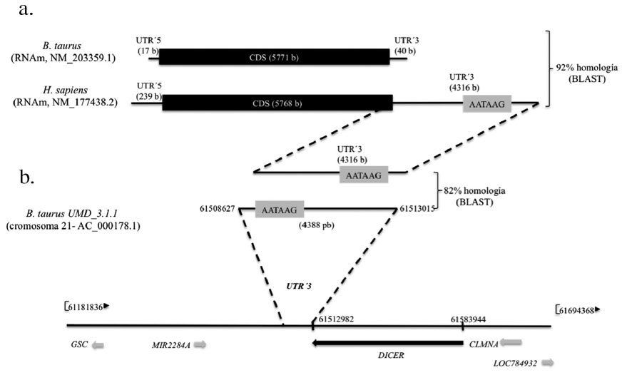 Localizaci�n in silico del UTR&rsquo;3 del RNAm Dicer bovino. A: Esquematizaci�n donde se comparan los RNAm del gen Dicer de bovino (B. taurus) y humano (H. sapiens). B: Localizaci�n del UTR&rsquo;3 de Dicer en B. taurus, mediante Blast del UTR&rsquo;3 de Dicer humano contra el genoma completo de B. taurus. La secuencia AATAAG dentro de la caja gris corresponde a la se�al de poliadenilaci�n.
