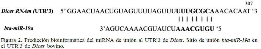 Predicci�n bioinform�tica del miRNA de uni�n al UTR&rsquo;3 de Dicer. Sitio de uni�n bta-miR-19a en el UTR&rsquo;3 de Dicer bovino.