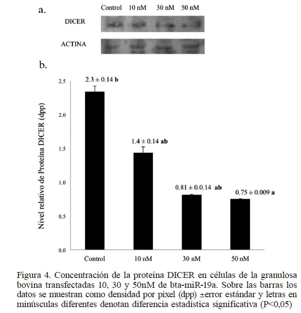 Concentraci�n de la prote�na DICER en c�lulas de la granulosa bovina transfectadas 10, 30 y 50nM de bta-miR-19a. Sobre las barras los datos se muestran como densidad por pixel (dpp) �error est�ndar y letras en min�sculas diferentes denotan diferencia estad�stica significativa (P<0,05)