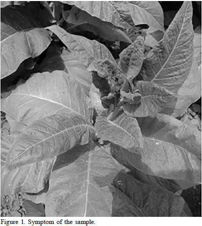 Symptom of the sample