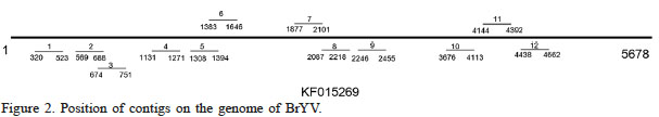 Position of contigs on the genome of BrYV.