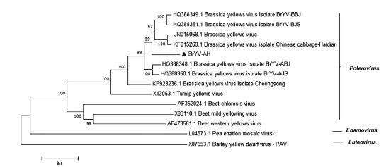 Phylogenetic tree constructed by the neighbor-joining method using MEGA 5, showing the relationship between BrYV-AH and members of the family Luteoviridae. Accession numbers and virus names are given directly in the phylogenetic tree. Values at the nodes show the bootstrap values from 1000 replicates, and the bars represent the evolutionary distances