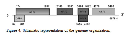 Schematic representation of the genome organization