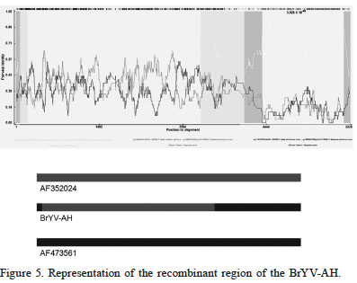 Representation of the recombinant region of the BrYV-AH