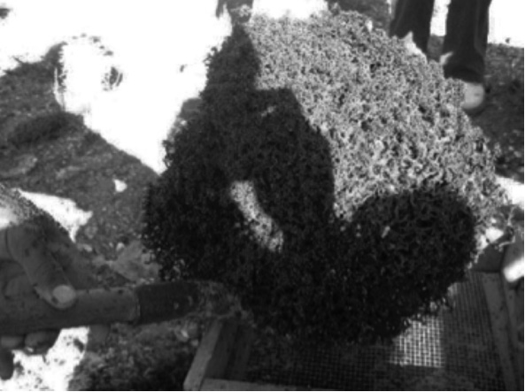 Liometopum apiculatum
trabecula