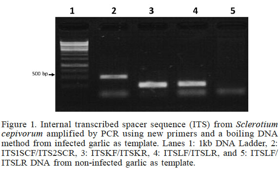 Internal transcribed spacer sequence (ITS) from Sclerotium
cepivorum amplified by PCR using new primers
and a boiling DNA method from infected garlic as template. Lanes 1: 1kb DNA
Ladder, 2: ITS1SCF/ITS2SCR, 3: ITSKF/ITSKR, 4: ITSLF/ITSLR, and 5: ITSLF/ITSLR
DNA from non-infected garlic as template