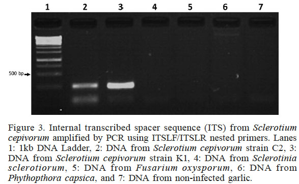 Internal transcribed spacer sequence (ITS) from Sclerotium cepivorum amplified by PCR
using ITSLF/ITSLR nested primers. Lanes 1: 1kb DNA Ladder, 2: DNA from Sclerotium cepivorum
strain C2, 3: DNA from Sclerotium cepivorum strain K1, 4: DNA from Sclerotinia sclerotiorum, 5: DNA from Fusarium oxysporum,
6: DNA from Phythopthora capsica, and 7: DNA from non-infected
garlic