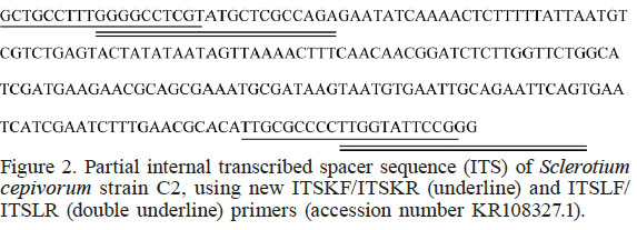 Partial internal transcribed spacer sequence (ITS) of Sclerotium cepivorum strain C2, using new ITSKF/ITSKR (underline) and
ITSLF/ITSLR (double underline) primers (accession number KR108327.1).