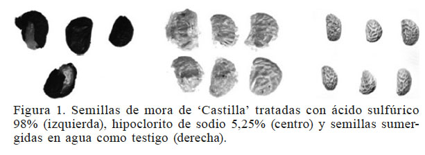 Semillas de mora de ‘Castilla’ tratadas con cido sulfrico 98% (izquierda), hipoclorito de sodio 5,25% (centro) y semillas sumergidas en agua como testigo (derecha).