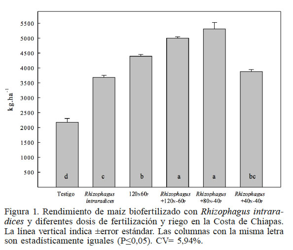 Rendimiento de maíz biofertilizado
con Rhizophagus intraradices y diferentes dosis de fertilización y riego
en la Costa de Chiapas. La línea vertical indica ±error estándar. Las columnas con
la misma letra son estadísticamente iguales (P≤0,05). CV= 5,94%.