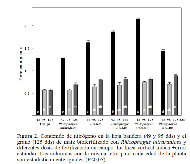 Contenido de nitrógeno en la
hoja bandera (49 y 95 dds) y el grano (125 dds) de maíz biofertilizado con Rhizophagus
intraradices y diferentes dosis de fertilización en campo. La línea vertical
indica ±error estándar. Las columnas con la misma letra para cada edad de la planta
son estadísticamente iguales (P≤0,05).