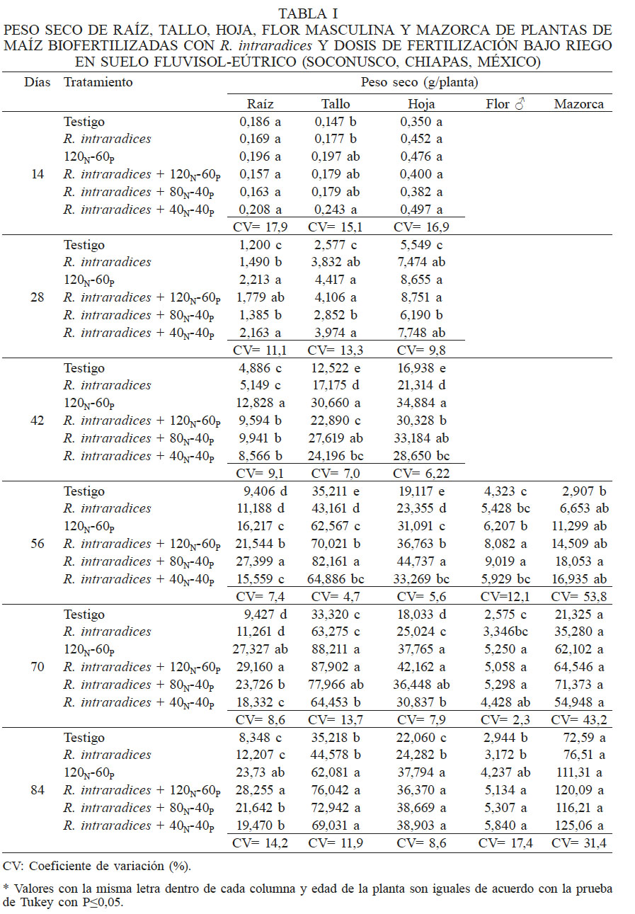 PESO SECO DE
RAÍZ, TALLO, HOJA, FLOR MASCULINA Y MAZORCA DE PLANTAS DE MAÍZ BIOFERTILIZADAS CON
R. intraradices Y DOSIS DE FERTILIZACIÓN
BAJO RIEGO EN SUELO FLUVISOL-EÚTRICO (SOCONUSCO, CHIAPAS, MÉXICO)