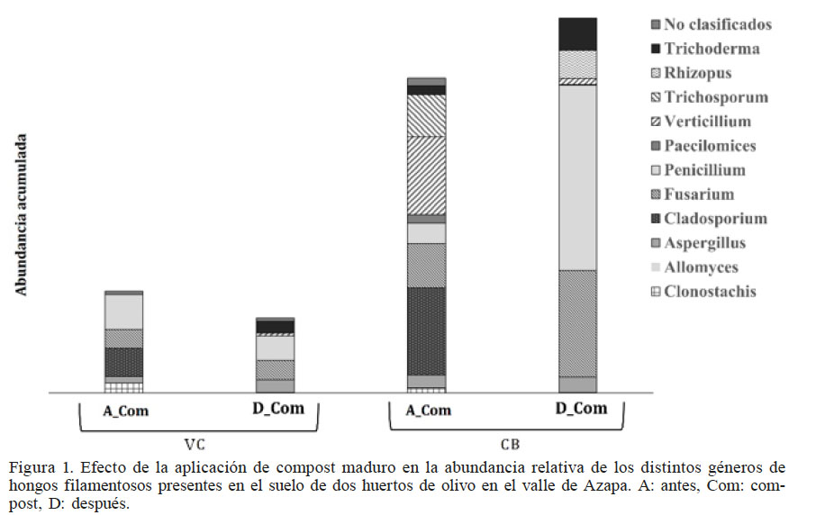 Efecto de la aplicaci&oacute;n de compost
maduro en la abundancia relativa de los distintos g&eacute;neros de hongos filamentosos
presentes en el suelo de dos huertos de olivo en el valle de Azapa. A: antes, Com:
compost, D: despu&eacute;s.