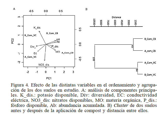 Efecto de las distintas variables
en el ordenamiento y agrupaci&oacute;n de los dos suelos en estudio. A: an&aacute;lisis de componentes
principales. K_dis.: potasio disponible, Div: diversidad, EC: conductividad el&eacute;ctrica,
NO3_dis: nitratos disponibles, MO: materia org&aacute;nica, P_dis.: f&oacute;sforo disponible,
Ab: abundancia acumulada. B) Cluster de dos suelos antes y despu&eacute;s de la
aplicaci&oacute;n de compost y distancia entre ellos.