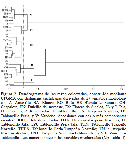Dendrograma de las razas colectadas, construido mediante UPGMA con distancias euclidianas derivadas de 27 variables morfolgicas. A: Amarillo, BA: Blanco, BO: Bofo, BS: Blando de Sonora, CH: Chapalote, DN: Dulcillo del noroeste, ES: Elotero de Sinaloa, JA y J: Jala, O: Onaveo, R: Reventador, T: Tabloncillo, TN: Tuxpeo Norteo, TP: Tabloncillo-Perla, y V: Vandeo. Accesiones con dos o ms componentes raciales: BOPE: Bofo-Reventador; OTN: Onaveo-Tuxpeo Norteo; TJ: Tabloncillo-Jala; TPJ: Tabloncillo Perla-Jala; TTN: Tabloncillo-Tuxpeo Norteo; TPTN: Tabloncillo Perla-Tuxpeo Norteo; TNR: Tuxpeo Norteo-Ratn; TNT: Tuxpeo Norteo-Tabloncillo, y VT: Vandeo-Tabloncillo. Los nmeros indican las variables involucradas (Ver Tabla II).