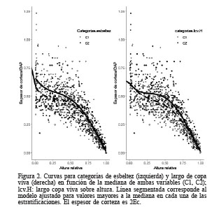 Curvas para categor&iacute;as de esbeltez (izquierda) y largo de copa viva (derecha) en funci&oacute;n de la mediana de ambas variables (C1, C2); lcv.H: largo copa viva sobre altura. L&iacute;nea segmentada corresponde al modelo ajustado para valores mayores a la mediana en cada una de las estratificaciones. El espesor de corteza es 2Ec.