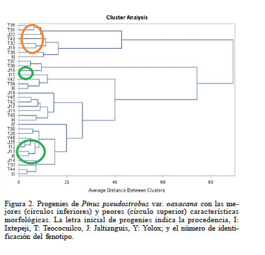 Progenies de Pinus pseudostrobus var. oaxacana con las mejores (círculos inferiores) y peores (círculo superior) características morfológicas. La letra inicial de progenies indica la procedencia, I: Ixtepeji, T: Teococuilco, J: Jaltianguis, Y: Yolox; y el número de identificación del fenotipo.