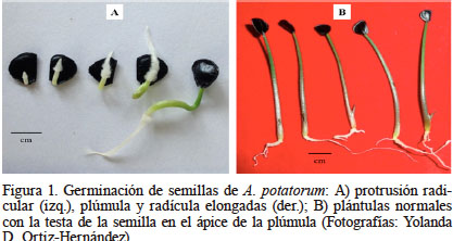 Germinación de semillas de A. potatorum: A) protrusión radicular (izq.), plúmula y radícula elongadas (der.); B) plántulas normales con la testa de la semilla en el ápice de la plúmula (Fotografías: Yolanda D. Ortiz-Hernández).