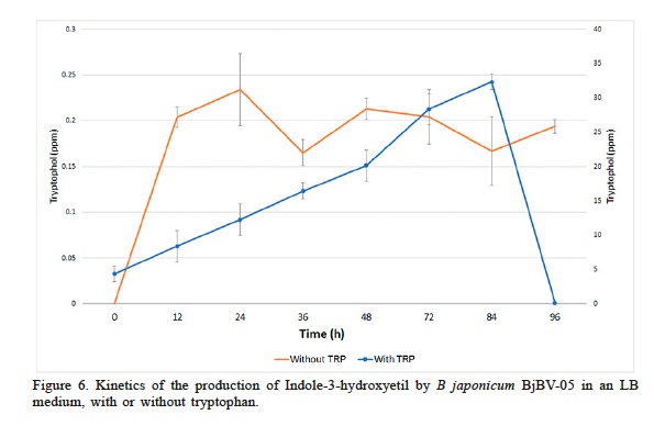 Kinetics of the production of Indole-3-hydroxyetil by B japonicum BjBV-05 in an LB medium, with or without tryptophan.