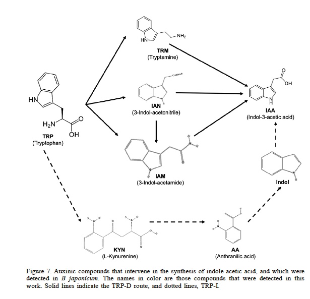 Auxinic compounds that intervene in the synthesis of indole acetic acid, and which were detected in B japonicum. The names in color are those compounds that were detected in this work. Solid lines indicate the TRP-D route, and dotted lines, TRP-I.
