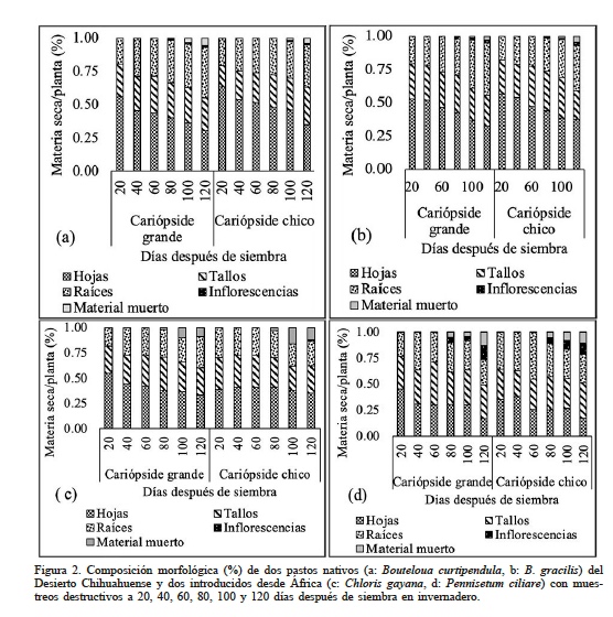Composicin morfolgica (%) de dos pastos nativos (a: Bouteloua curtipendula, b: B. gracilis) del Desierto Chihuahuense y dos introducidos desde frica (c: Chloris gayana, d: Pennisetum ciliare) con muestreos destructivos a 20, 40, 60, 80, 100 y 120 das despus de siembra en invernadero.