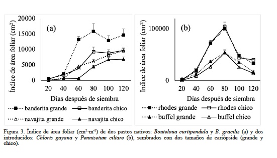 ndice de rea foliar (cm2m-2) de dos pastos nativos: Bouteloua curtipendula y B. gracilis (a) y dos introducidos: Chloris gayana y Pennisetum ciliare (b), sembrados con dos tamaos de caripside (grande y chico).