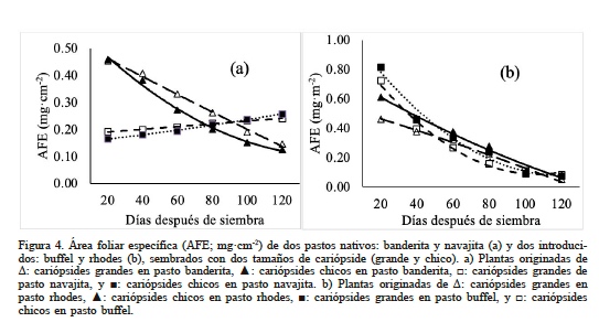 rea foliar especfica (AFE; mgcm-2) de dos pastos nativos: banderita y navajita (a) y dos introducidos: buffel y rhodes (b), sembrados con dos tamaos de caripside (grande y chico). a) Plantas originadas de Δ: caripsides grandes en pasto banderita, ▲: caripsides chicos en pasto banderita, □: caripsides grandes de pasto navajita, y ■: caripsides chicos en pasto navajita. b) Plantas originadas de Δ: caripsides grandes en pasto rhodes, ▲: caripsides chicos en pasto rhodes, ■: caripsides grandes en pasto buffel, y □: caripsides chicos en pasto buffel.