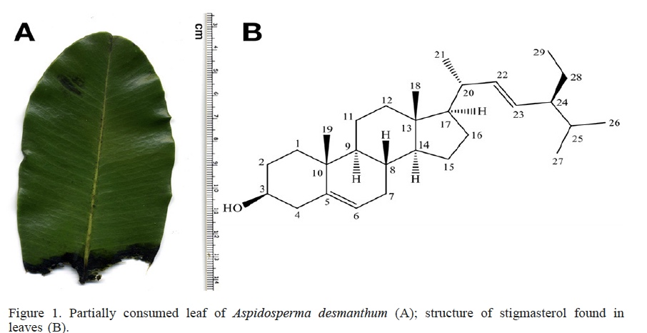 Partially consumed leaf of Aspidosperma desmanthum (A); structure of stigmasterol found in leaves (B).