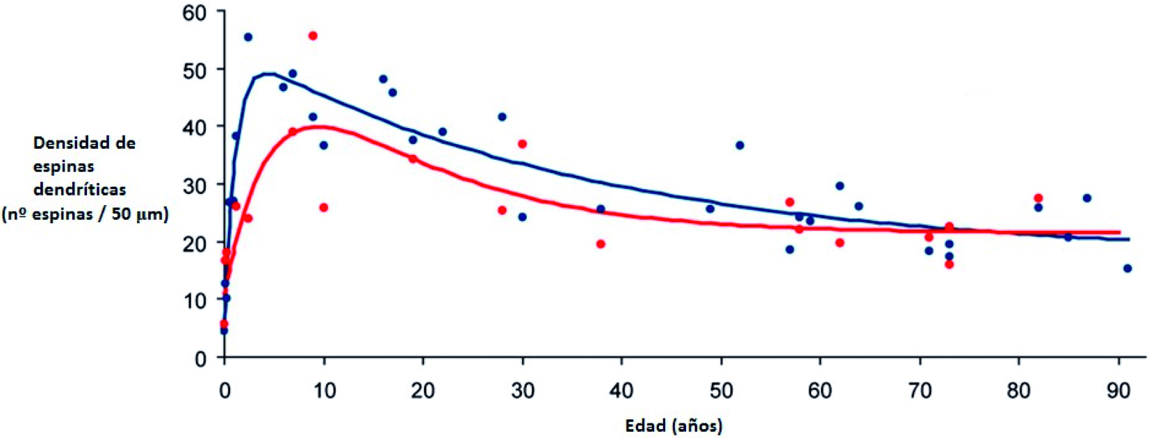 Poda de espinas dendríticas
mencionada en el párrafo anterior. Las curvas de regresión corresponden a dos
capas neuronales distintas del córtex prefrontal dorsolateral humano. Adaptado
de Petanjek et al. (2011)