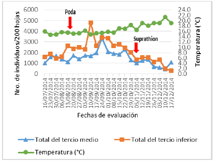 Fluctuación poblacional de Fiorinia fioriniae (Targioni Tozzetti) en el haz y envés de 200 hojas de palto del tercio medio e inferior.