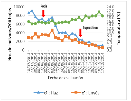 Fluctuación poblacional de machos de Pinnaspis aspidistrae (Signoret) en el haz y envés de 200 hojas de palto.