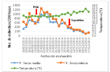 Fluctuación poblacional de hembras de Pinnaspis aspidistrae (Signoret) en el haz y envés de 200 hojas del tercio medio e inferior de palto.