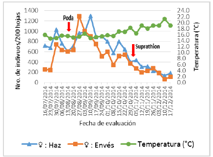 Fluctuación poblacional de hembras de Pinnaspis aspidistrae (Signoret) en el haz y envés de 200 hojas de palto.