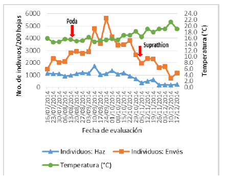 Fluctuación poblacional de Chrysomphalus aonidum (Linnaeus) en el haz y envés de 200 hojas del tercio medio e inferior de palto.