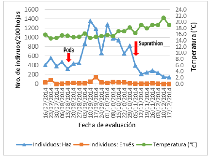 Fluctuación poblacional de Chrysomphalus aonidum (Linnaeus) en el haz y envés de 200 hojas de palto.