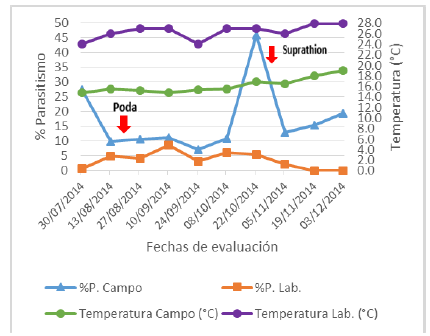 Porcentaje de parasitismo por Encarsia lounsburyi (Berlese & Paoli), parasitoide de Fiorinia fioriniae (Targioni Tozzetti), en 10 hojas de palto.