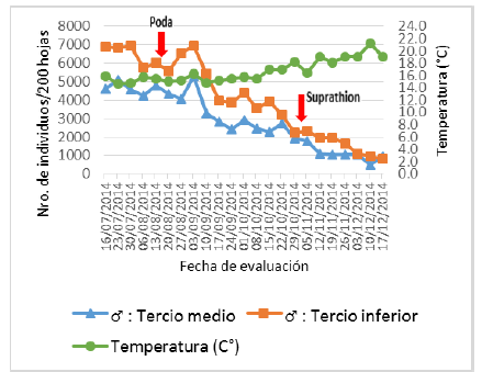 Fluctuación poblacional de machos de Pinnaspis aspidistrae (Signoret) en el haz y envés de 200 hojas del tercio medio e inferior de palto.