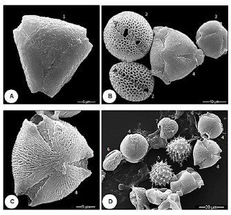 Microfotografías electrónicas de barrido de los principales morfotipos polínicos