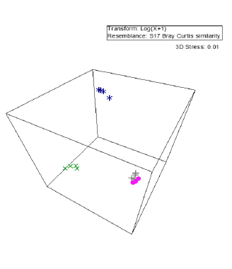 Análisis de escalamiento multidimensional (MDS) que muestra una similaridad de Bray Curtis de 60% entre las comunidades de escarabajos Scarabaeinae en Sarayacu, Loreto. *azul: temporada seca en coprotrampas; x verde, temporada de lluvias con coprotrampas; + temporada de lluvias con necrotrampas; o rosado, temporada de lluvias con coprotrampas.