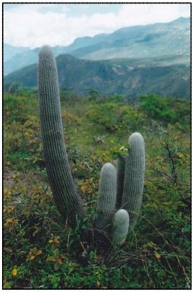 Espostoa Frutescens