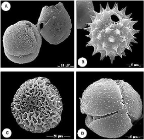 Microfotografías electrónicas de barrido de algunos de los morfotipos polínicos: Prunus sp. (A), Ageratina sp. (B), Passiflora sp. (C), Mutisieae morfotipo 2 (D).