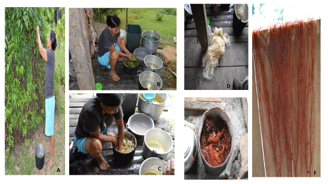 A.
     Señora Julia Ruiz Mibeco (comunidad Bora de Brionuevo, río Ampiyacu,
     Pebas), recolectando hojas de “pucapanga” (Fridericia chica (Bonpl.)
     L.G. Lohmann) para la tinción de fibras de “chambira” (Astrocaryum
     chambira Burret) B. Proceso de rallado de las hojas de
     “pucapanga”. C. Fibra de “chambira”. D. Mezcla de la fibra
     de “chambira” junto con las hojas ralladas de “pucapanga” y agua. E.
     Adhesión del tinte rojo obtenido de “pucapanga” a la chambira luego de la
     decocción, 30 minutos. F. Secado de la fibra ya teñida.