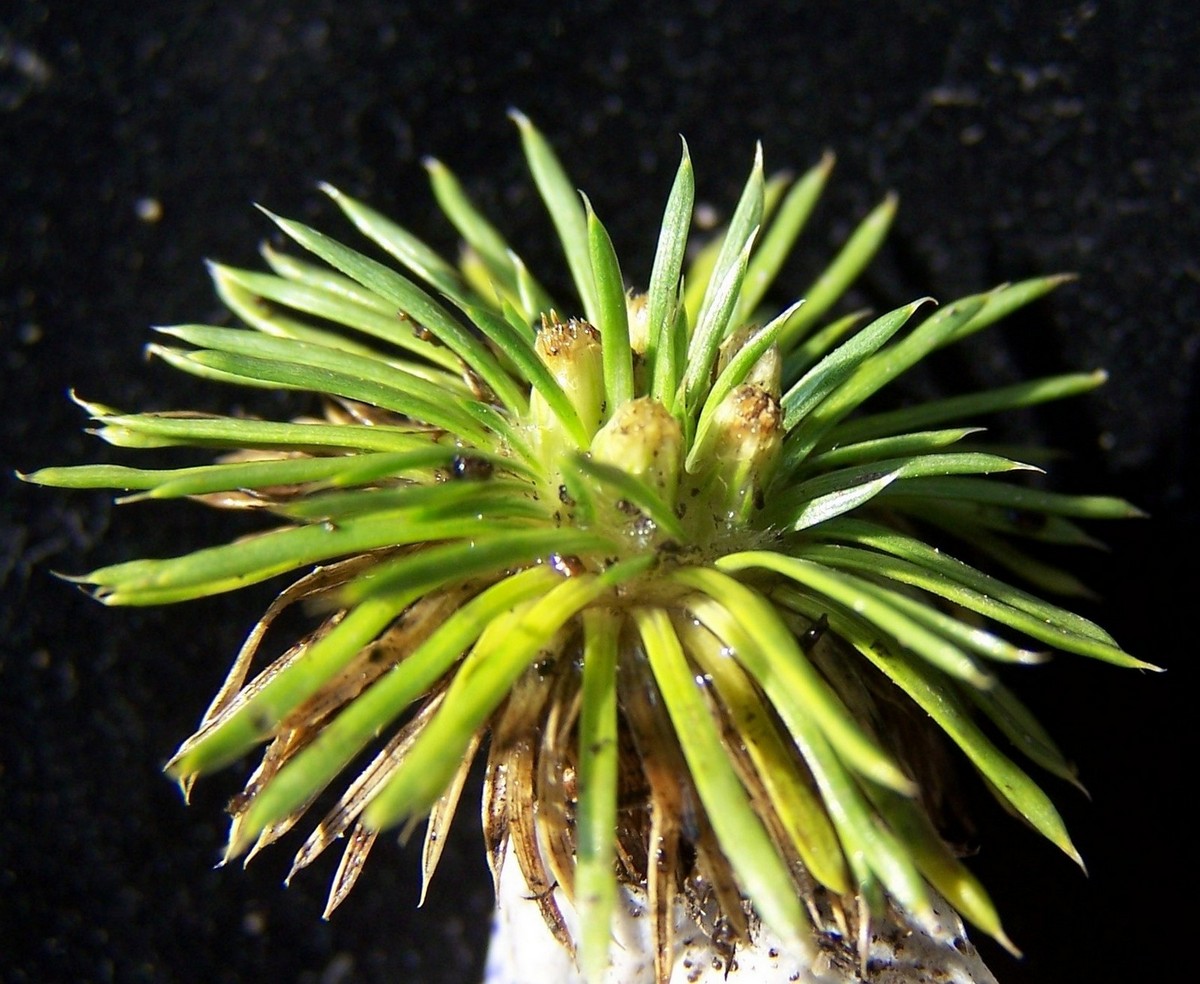 Novenia acaulis (Wedd. ex Benth.) Freire & Hellwig.