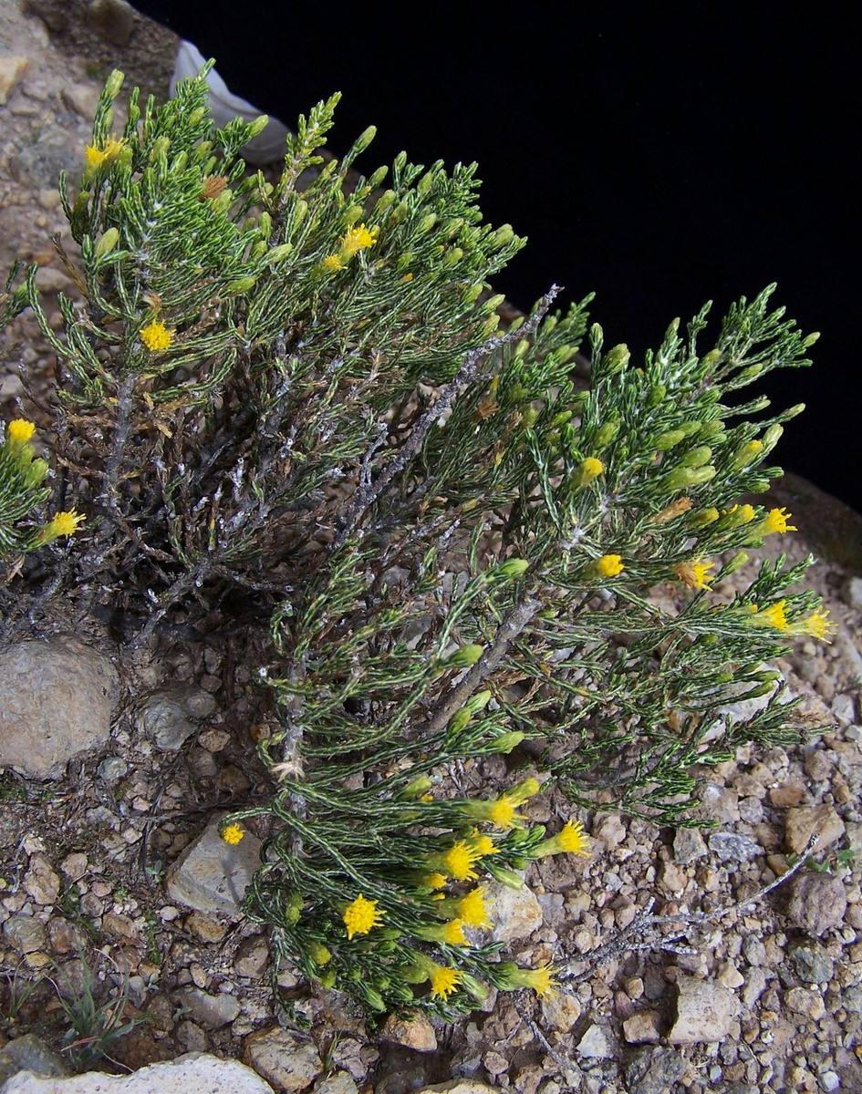 Parastrephia quadrangularis (Meyen) Cabrera.