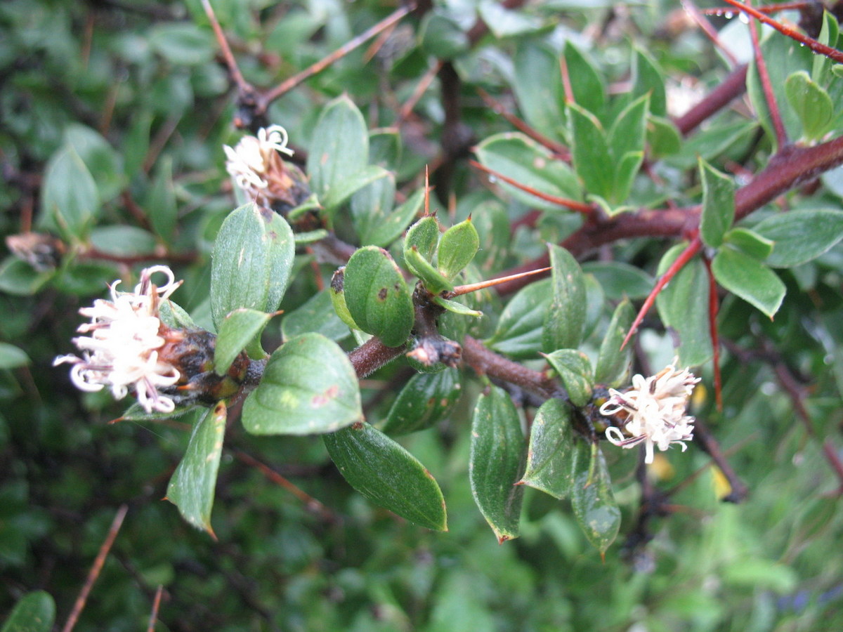 Dasyphyllum ferox (Wedd.) Cabrera.