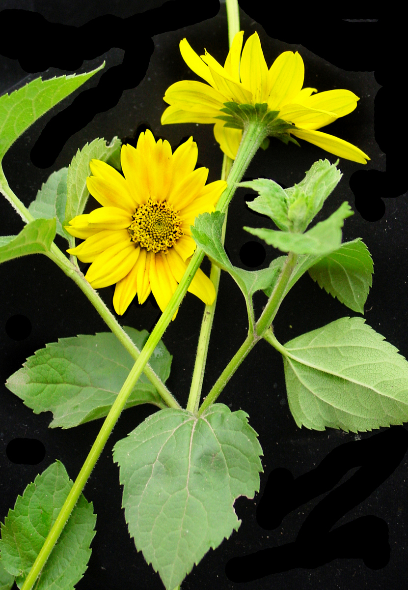 Heliopsis buphthalmoides (Jacquin) Dunal.