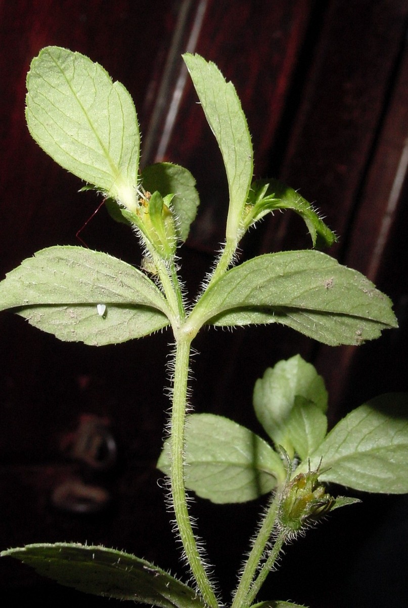 Heterosperma ovatifolium Cav.