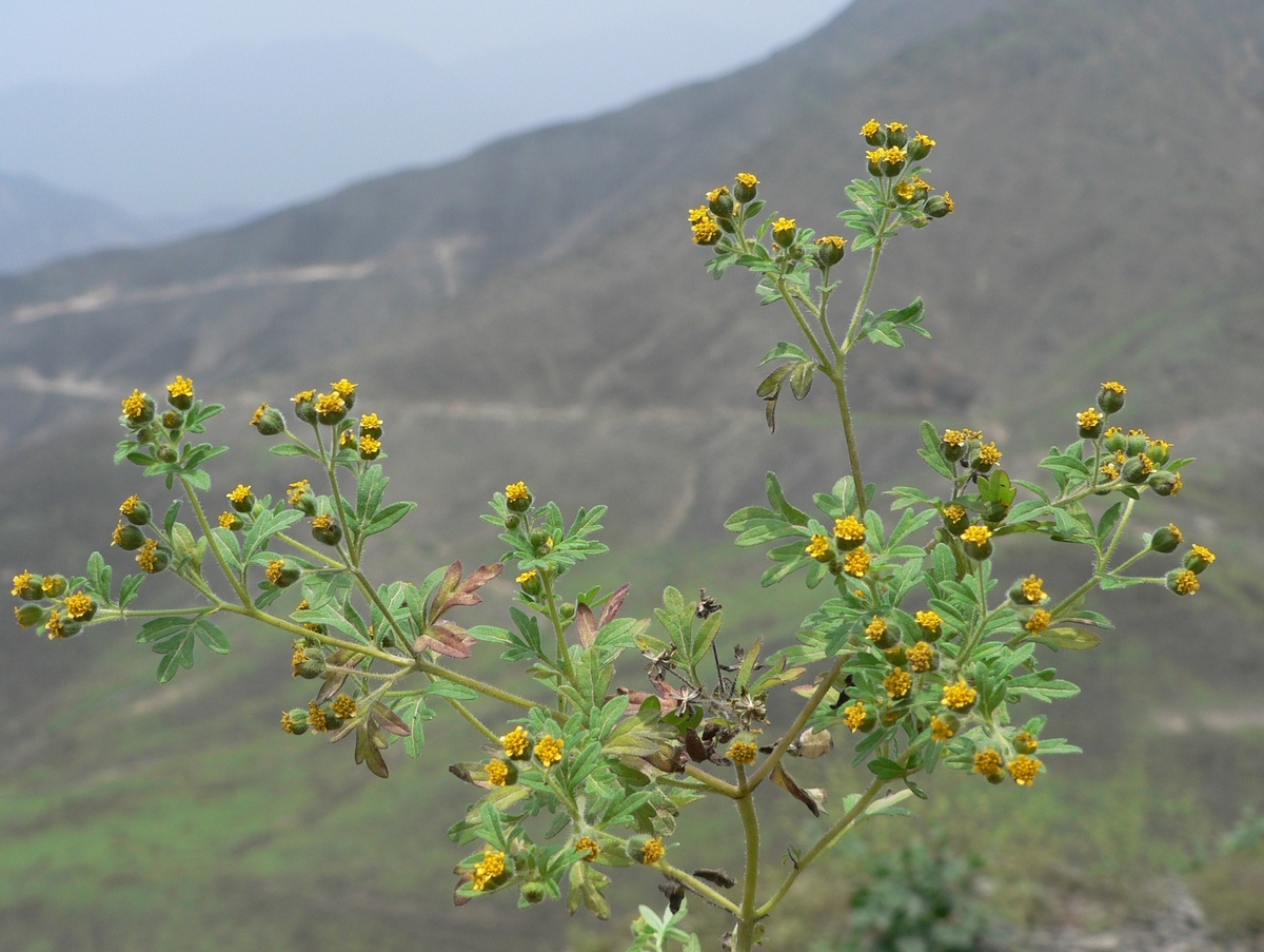 Villanova oppositifolia (Lag.) S.F. Blake.